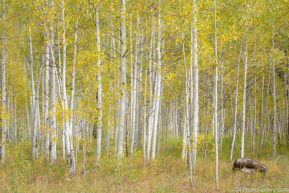Maroon Bell near Aspen