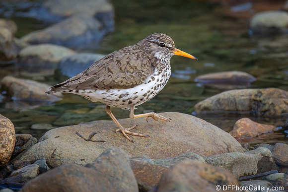 Spotted Sandpiper