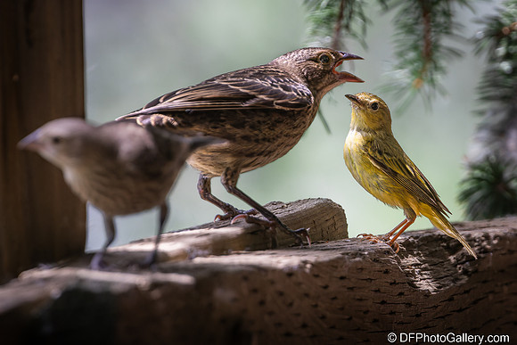 Warbler feeding Cowbird