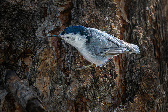 White-breasted nuthatch