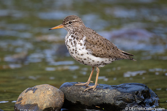 Spotted Sandpiper