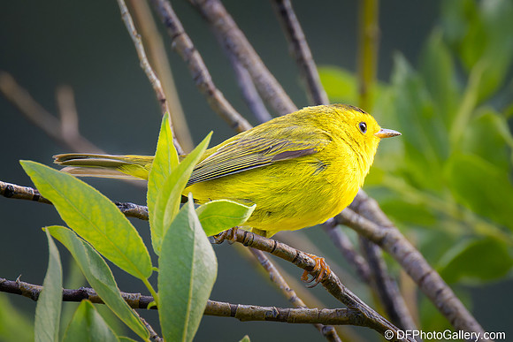Wilson's Warbler