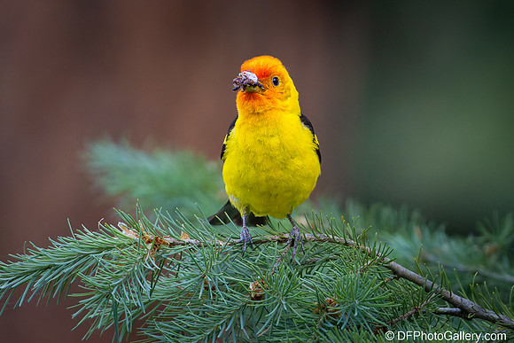 Western Tanager