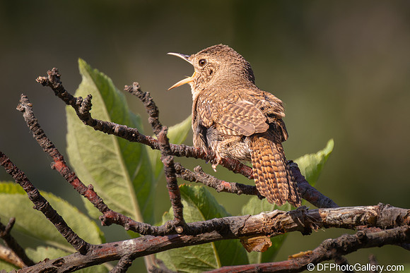 Northern House Wren