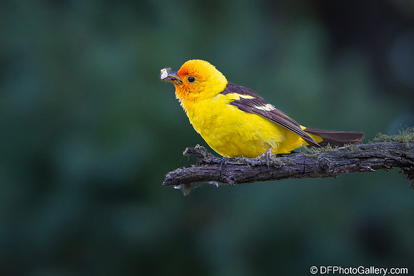 Western Tanager