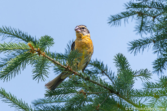 Black-headed Grosbeak