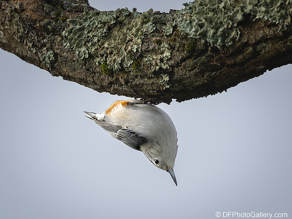 White-breasted Nuthatch