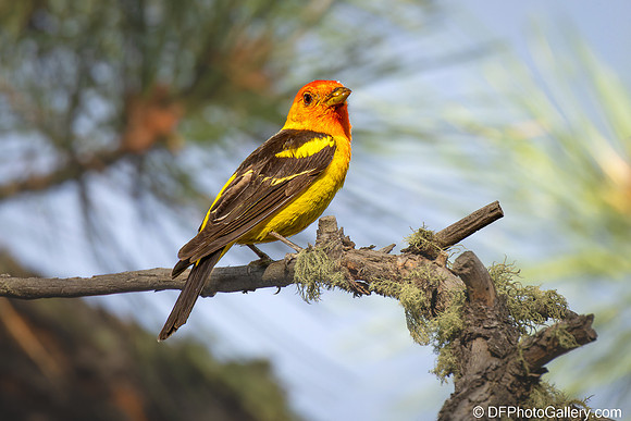 Western Tanager