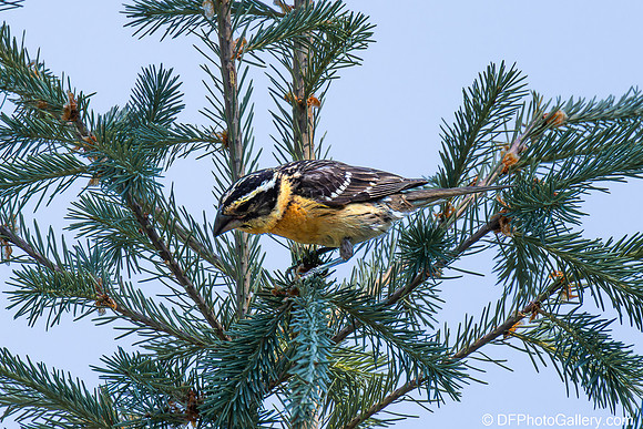 Black-headed Grosbeak