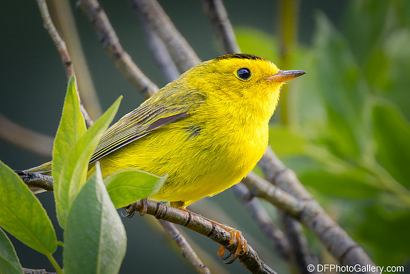 Wilson's Warbler
