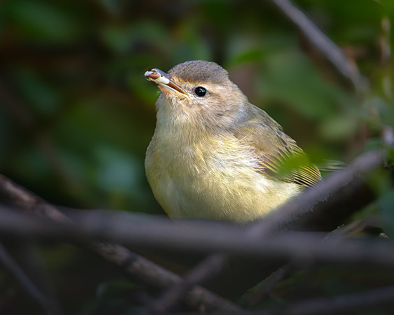 Warbling Vireo
