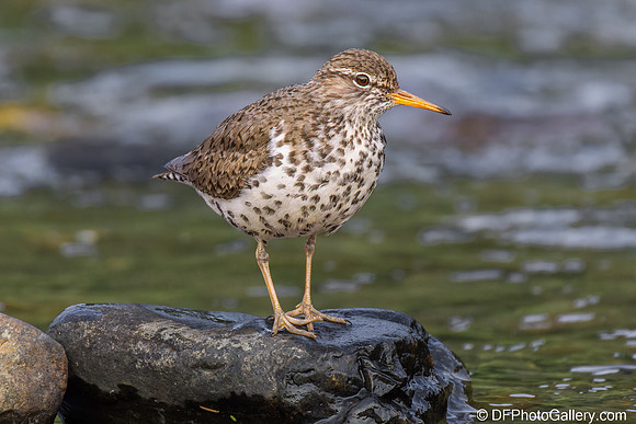 Spotted Sandpiper