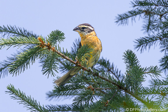 Black-headed Grosbeak
