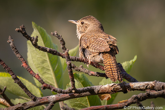Northern House Wren