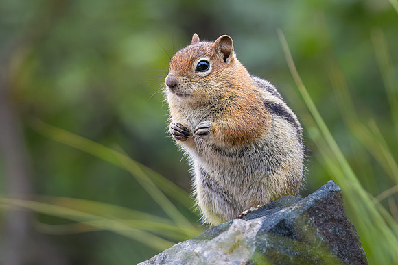 Golden-mantled ground squirrel