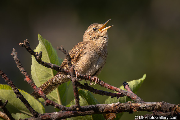 Northern House Wren
