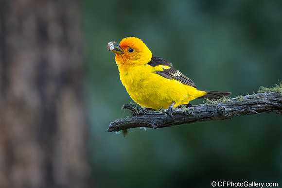 Western Tanager