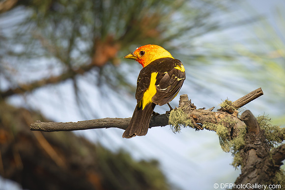 Western Tanager