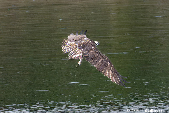 Osprey catching fish