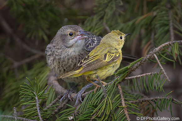 Warbler feeding Cowbird
