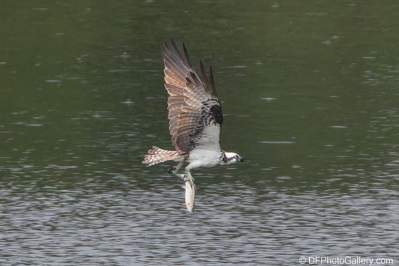 Osprey catching fish