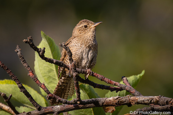 Northern House Wren