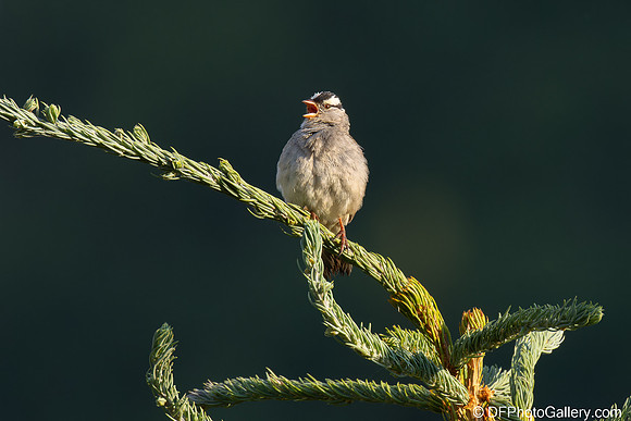 White-crowned Sparrow