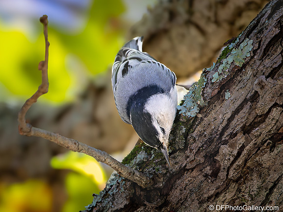 White-breasted Nuthatch