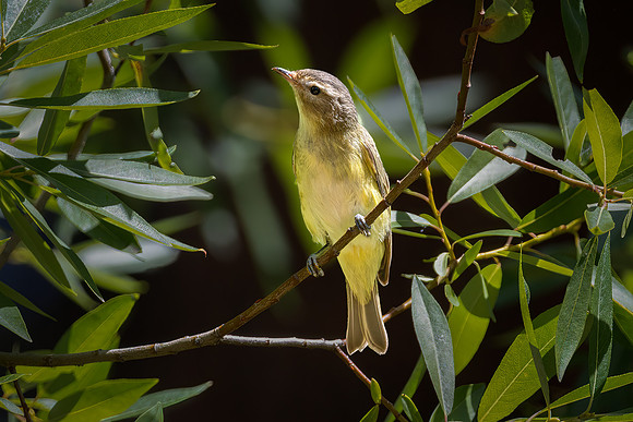 Warbling Vireo