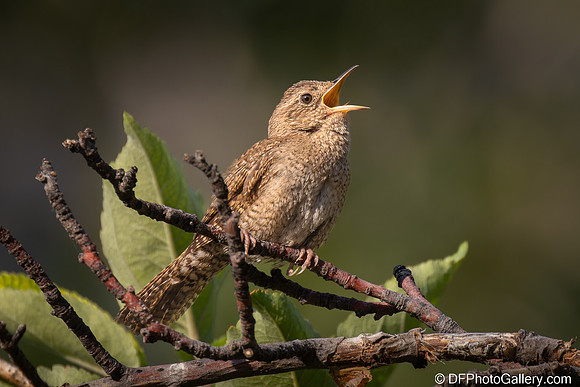 Northern House Wren