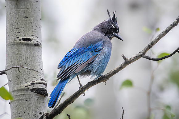 Steller's Jay