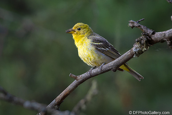 Western Tanager (Female)