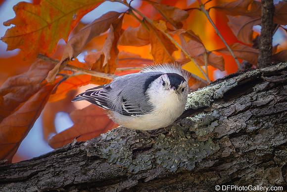 White-breasted Nuthatch