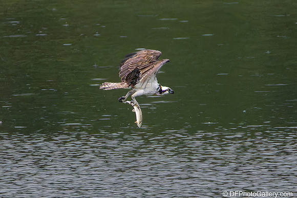 Osprey catching fish