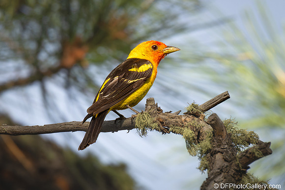 Western Tanager