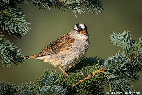 White-crowned Sparrow