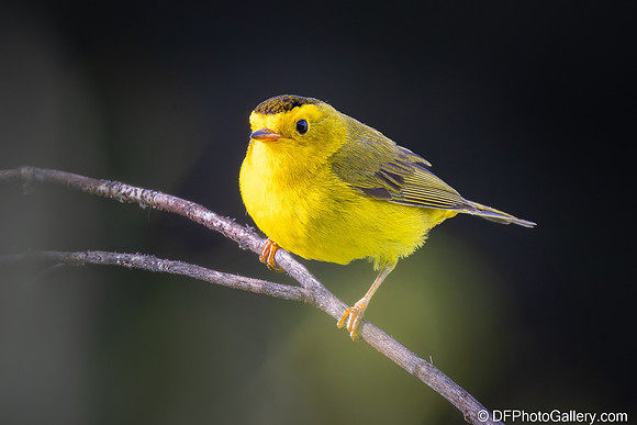 Wilson's Warbler
