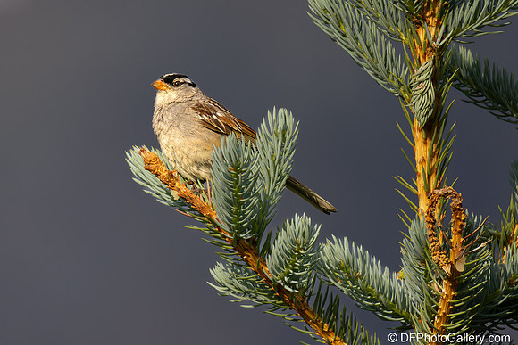 White-crowned Sparrow