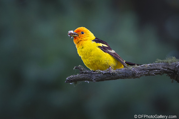 Western Tanager
