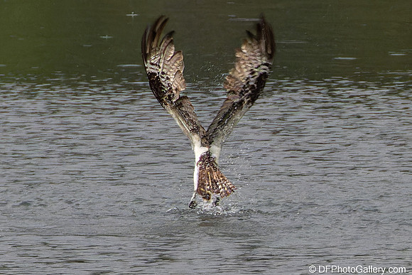 Osprey catching fish