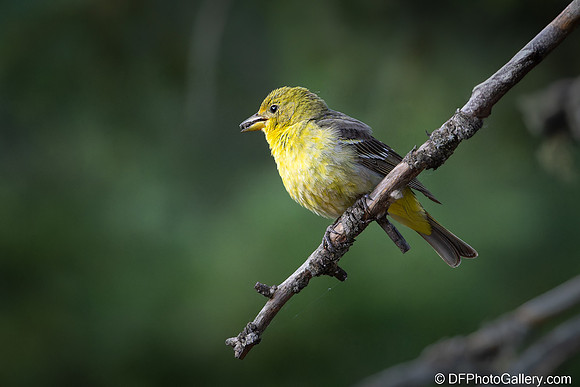 Western Tanager (Female)