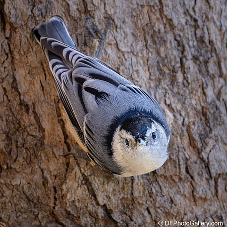 White-breasted Nuthatch