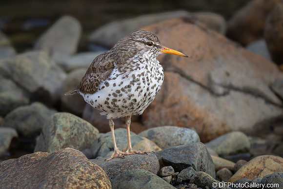 Spotted Sandpiper