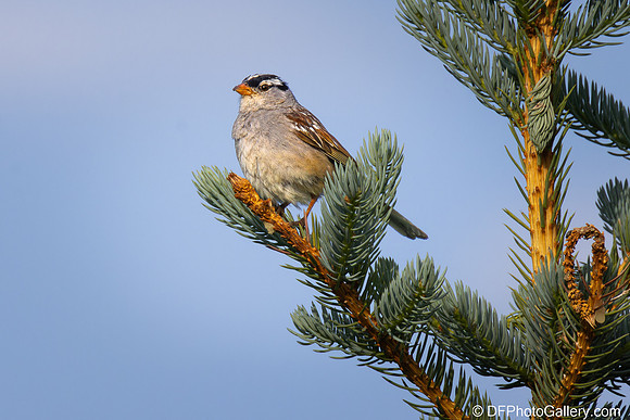 White-crowned Sparrow