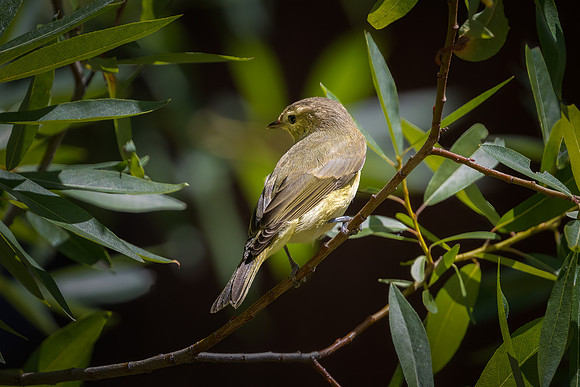 Warbling Vireo