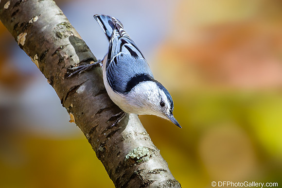 White-breasted Nuthatch