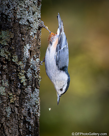 White-breasted Nuthatch