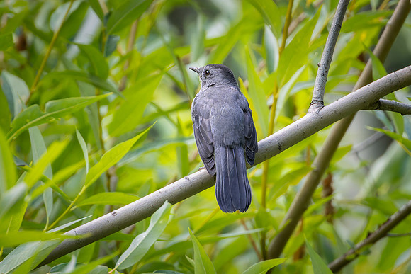 Gray Catbird