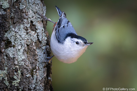 White-breasted Nuthatch