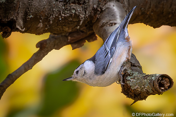 White-breasted Nuthatch